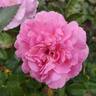 Orchid Romance rose photo