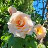 Paul Ricard ® rose photo