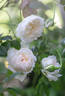 Love's Light rose photo