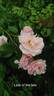 The Lady of the Lake rose photo