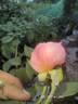 The Lady of the Lake rose photo