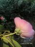 The Lady of the Lake rose photo