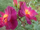 Wild Rover rose photo