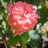 Elaine Paige™ rose photo