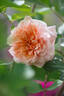 Versigny ® rose photo