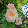 Paul Ricard ® rose photo