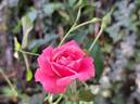 Rigo Bonapart rose photo