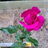 Perfume Factory™ rose photo
