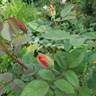 Tropicana rose photo