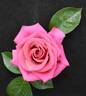 Hot Princess rose photo