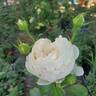 Top Cream™ rose photo