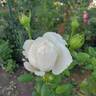 Top Cream™ rose photo