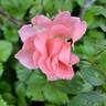 Paris d'Yves St. Laurent rose photo