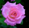 Louise Estes rose photo