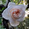 Perdita rose photo