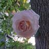 La Sauvagine Terre et Passion rose photo