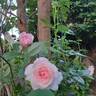 Catherine Meurisse rose photo