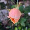 Dannahue rose photo