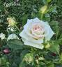 Porcelina rose photo