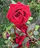 Zach Nobles rose photo