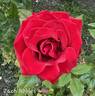 Zach Nobles rose photo