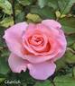 Cherish rose photo