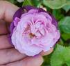 Rinaldo rose photo