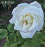 Jack Frost rose photo