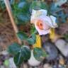 Joie de Vivre rose photo