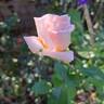 Eve de Rothschild rose photo