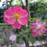 Jolie Provence rose photo