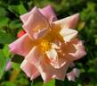 La Gascogne rose photo