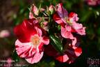 Simsalabim rose photo
