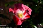 Simsalabim rose photo
