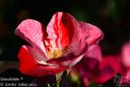Simsalabim rose photo