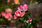 Simsalabim rose photo