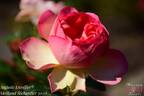Auguste Escoffier ® rose photo