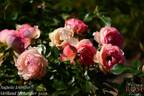 Auguste Escoffier ® rose photo