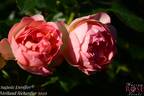 Auguste Escoffier ® rose photo