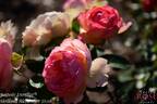 Auguste Escoffier ® rose photo