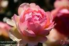 Auguste Escoffier ® rose photo