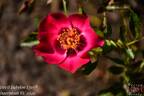 Devil Babylon Eyes rose photo