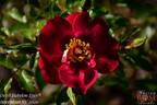 Devil Babylon Eyes rose photo