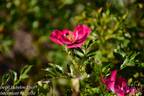 Devil Babylon Eyes rose photo