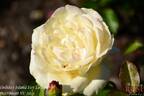Holiday Island Key Largo ® rose photo
