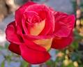 Macha Méril rose photo
