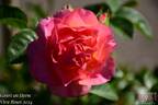 Gaart an Heem rose photo