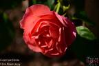 Gaart an Heem rose photo