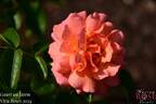 Gaart an Heem rose photo