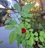 La Belle Rouge rose photo